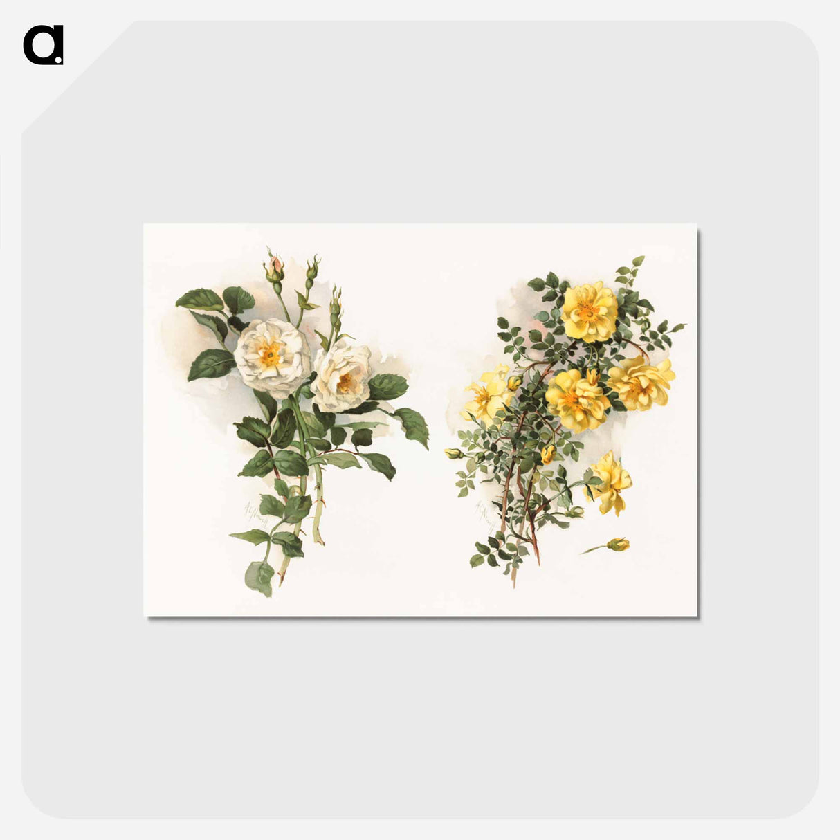 アートポストカード-Yellow Roses
 - ボストン公共図書館 Postcard.