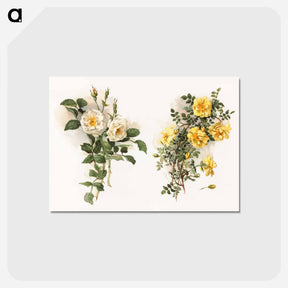 アートポストカード-Yellow Roses
 - ボストン公共図書館 Postcard.