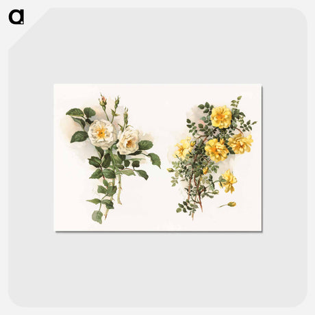 アートポストカード-Yellow Roses
 - ボストン公共図書館 Postcard.