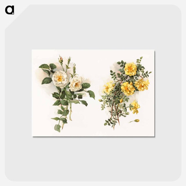 アートポストカード-Yellow Roses
 - ボストン公共図書館 Postcard.
