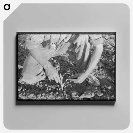 アートパネル-Farmer and Corn, Pie Town
 - ラッセル リー Canvas.