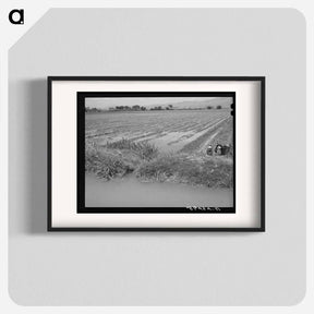 アートポスター-Irrigated Cotton Field
 - ラッセル リー Poster.