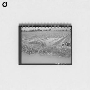 アートメモ帳-Irrigated Cotton Field
 - ラッセル リー Memo.