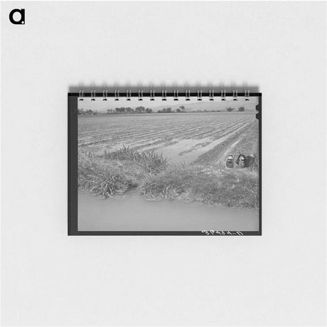 アートメモ帳-Irrigated Cotton Field
 - ラッセル リー Memo.