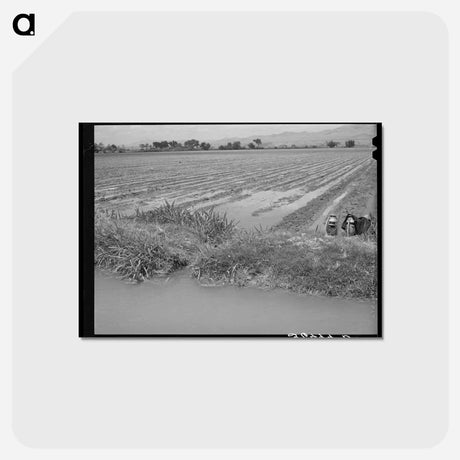 アートポストカード-Irrigated Cotton Field
 - ラッセル リー Postcard.