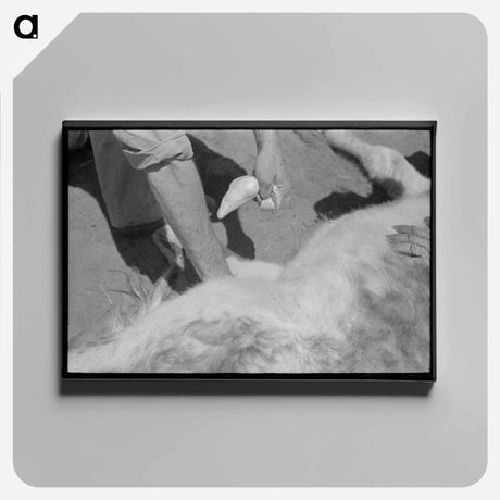 アートパネル-Calf Castration, Spur, Texas
 - ラッセル リー Canvas.