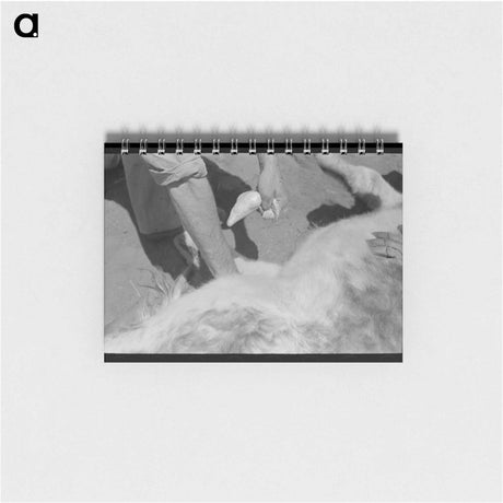 アートメモ帳-Calf Castration, Spur, Texas
 - ラッセル リー Memo.