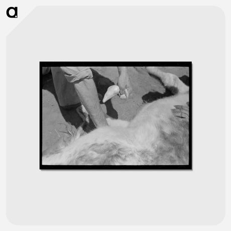 アートポストカード-Calf Castration, Spur, Texas
 - ラッセル リー Postcard.