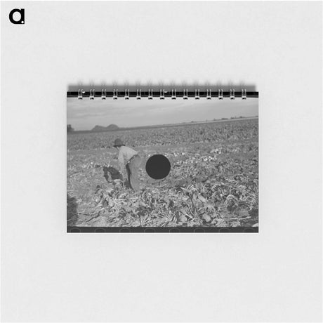アートメモ帳-Topping Sugar Beets
 - ラッセル リー Memo.