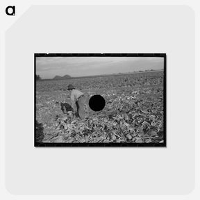 アートポストカード-Topping Sugar Beets
 - ラッセル リー Postcard.