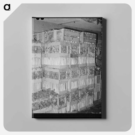 アートパネル-Celery Crates
 - ラッセル リー Canvas.