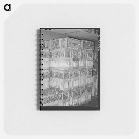 アートメモ帳-Celery Crates
 - ラッセル リー Memo.