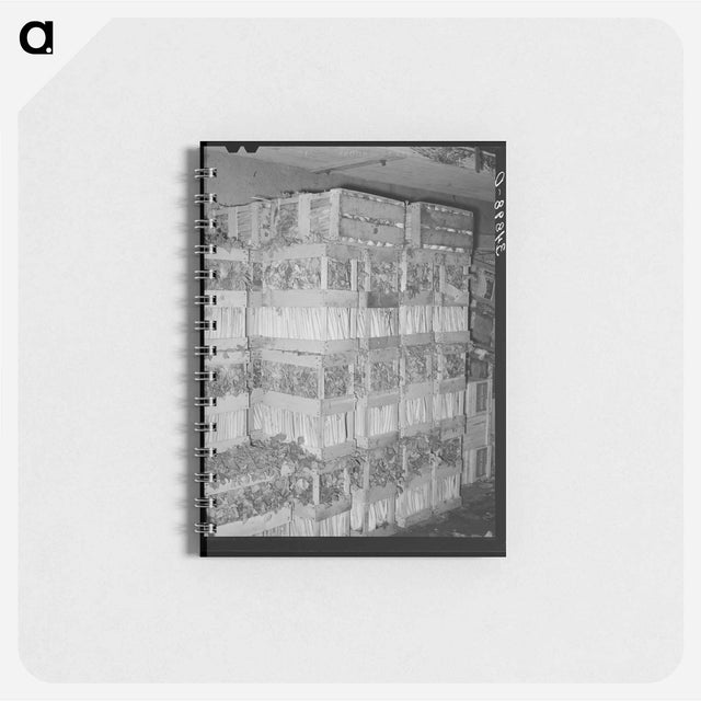 アートメモ帳-Celery Crates
 - ラッセル リー Memo.