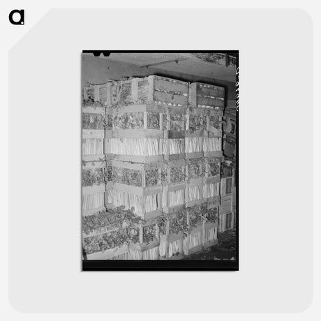 アートポストカード-Celery Crates
 - ラッセル リー Postcard.