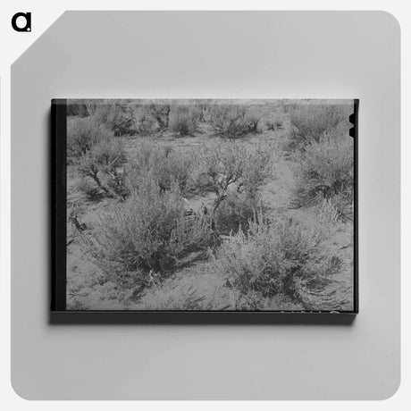 アートパネル-Sagebrush, Costilla
 - ラッセル リー Canvas.