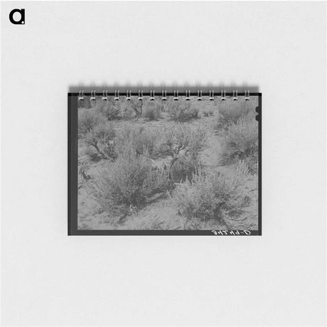 アートメモ帳-Sagebrush, Costilla
 - ラッセル リー Memo.