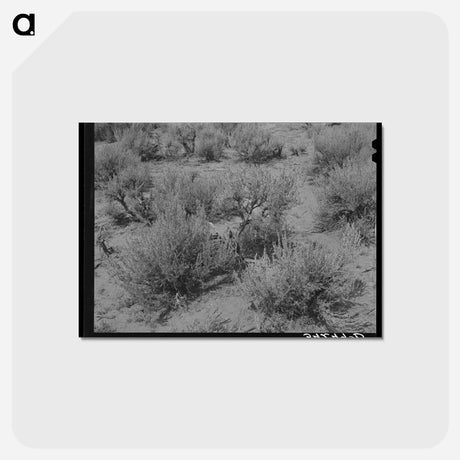 アートポストカード-Sagebrush, Costilla
 - ラッセル リー Postcard.