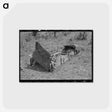 アートポストカード-White Tenant Farmer's Chicken Coop
 - ラッセル リー Postcard.