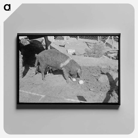 アートパネル-Grapefruit Hog
 - ラッセル リー Canvas.