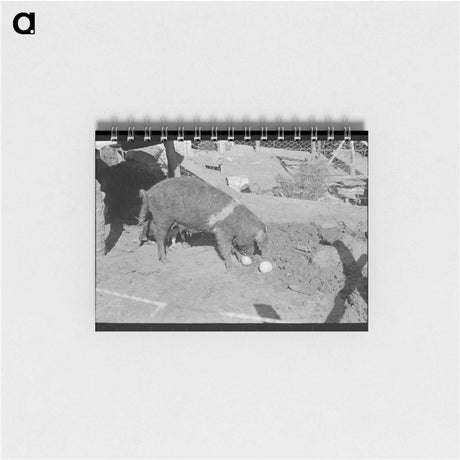 アートメモ帳-Grapefruit Hog
 - ラッセル リー Memo.