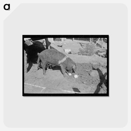 アートポストカード-Grapefruit Hog
 - ラッセル リー Postcard.