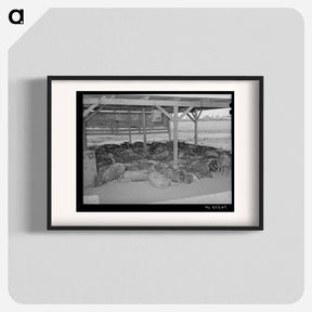 アートポスター-Hogs. Casa Grande Valley Farms, Pinal County, Arizona
 - ラッセル リー Poster.
