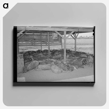 アートパネル-Hogs. Casa Grande Valley Farms, Pinal County, Arizona
 - ラッセル リー Canvas.