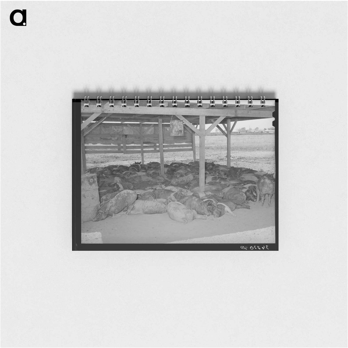 アートメモ帳-Hogs. Casa Grande Valley Farms, Pinal County, Arizona
 - ラッセル リー Memo.