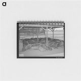 アートメモ帳-Hogs. Casa Grande Valley Farms, Pinal County, Arizona
 - ラッセル リー Memo.