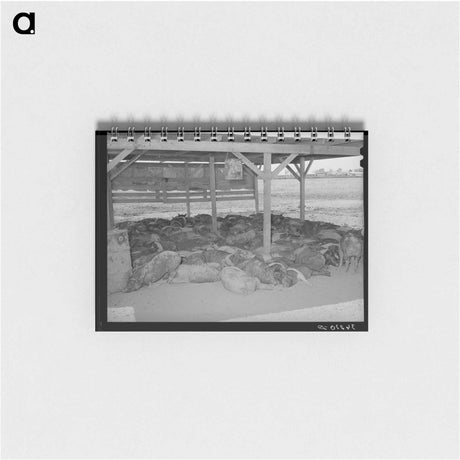 アートメモ帳-Hogs. Casa Grande Valley Farms, Pinal County, Arizona
 - ラッセル リー Memo.