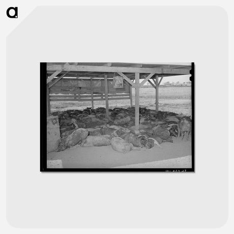 アートポストカード-Hogs. Casa Grande Valley Farms, Pinal County, Arizona
 - ラッセル リー Postcard.