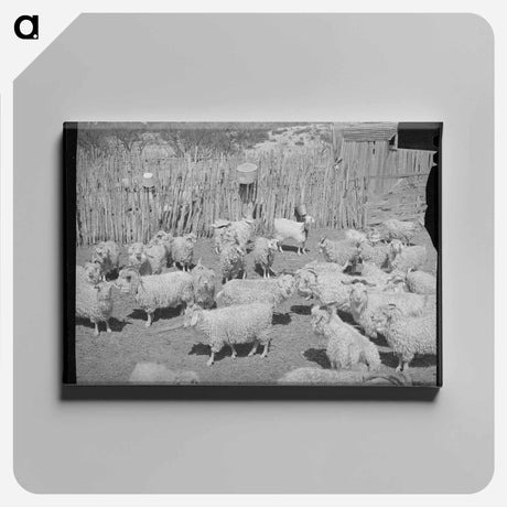 アートパネル-Goats Before Shearing
 - ラッセル リー Canvas.