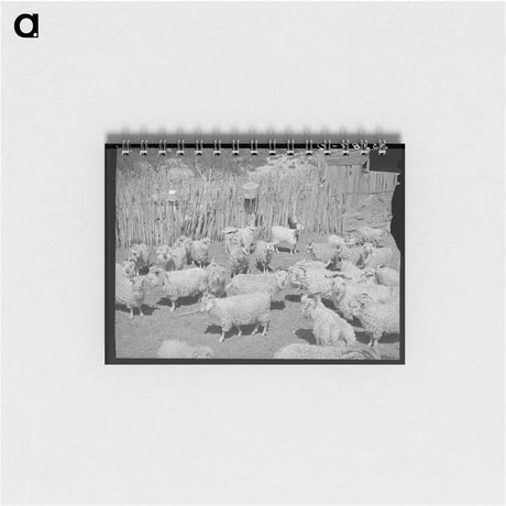 アートメモ帳-Goats Before Shearing
 - ラッセル リー Memo.