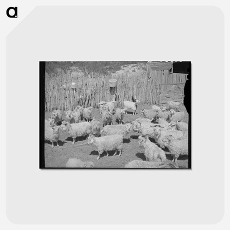 アートポストカード-Goats Before Shearing
 - ラッセル リー Postcard.