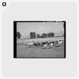 アートポストカード-Cache County Dairy Herds
 - ラッセル リー Postcard.
