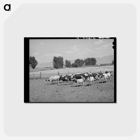 アートポストカード-Cache County Dairy Herds
 - ラッセル リー Postcard.