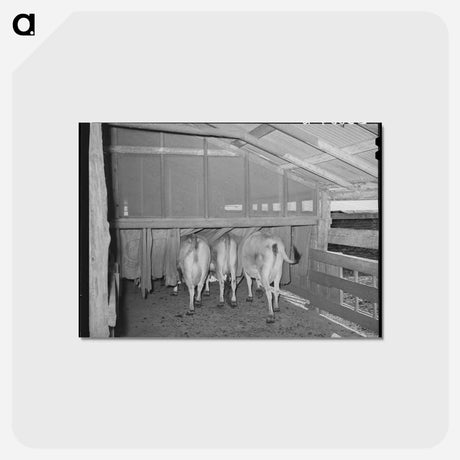 アートポストカード-Cows in Burlap Bags
 - ラッセル リー Postcard.