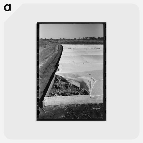 アートポストカード-Corner of Frame Garden
 - ラッセル リー Postcard.