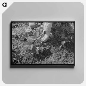 アートパネル-Strawberry Picking
 - ラッセル リー Canvas.