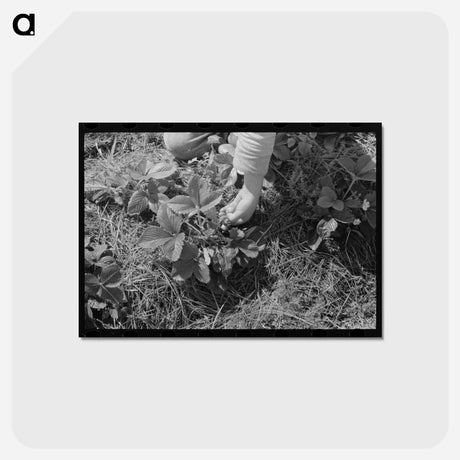 アートポストカード-Strawberry Picking
 - ラッセル リー Postcard.