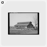 アートポストカード-Turkeys and Barn
 - ラッセル リー Postcard.