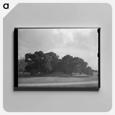 アートパネル-Oak Alley
 - ラッセル リー Canvas.