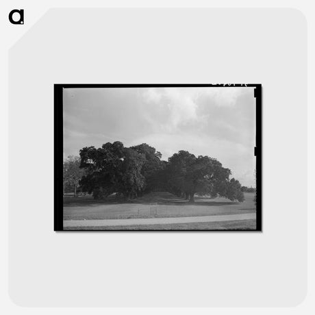 アートポストカード-Oak Alley
 - ラッセル リー Postcard.