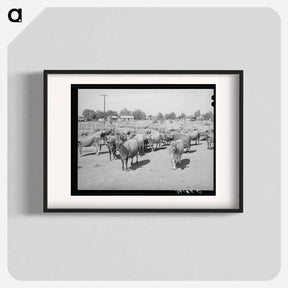 アートポスター-Arizona Dairy Herd
 - ラッセル リー Poster.