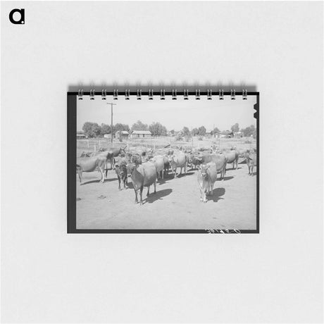 アートメモ帳-Arizona Dairy Herd
 - ラッセル リー Memo.