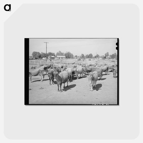 アートポストカード-Arizona Dairy Herd
 - ラッセル リー Postcard.