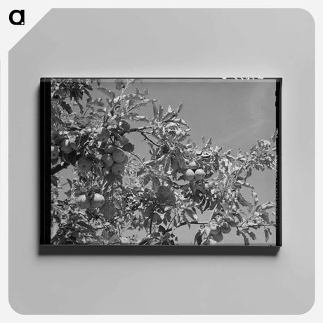 アートパネル-Delta County Apples
 - ラッセル リー Canvas.