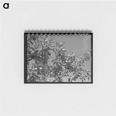 アートメモ帳-Delta County Apples
 - ラッセル リー Memo.