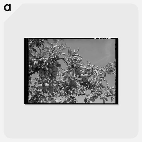 アートポストカード-Delta County Apples
 - ラッセル リー Postcard.