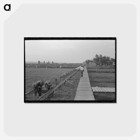 アートポストカード-Pilottown Boardwalks
 - ラッセル リー Postcard.